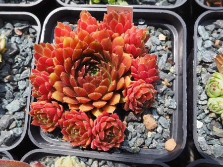 Sempervivum ´Coral Red´